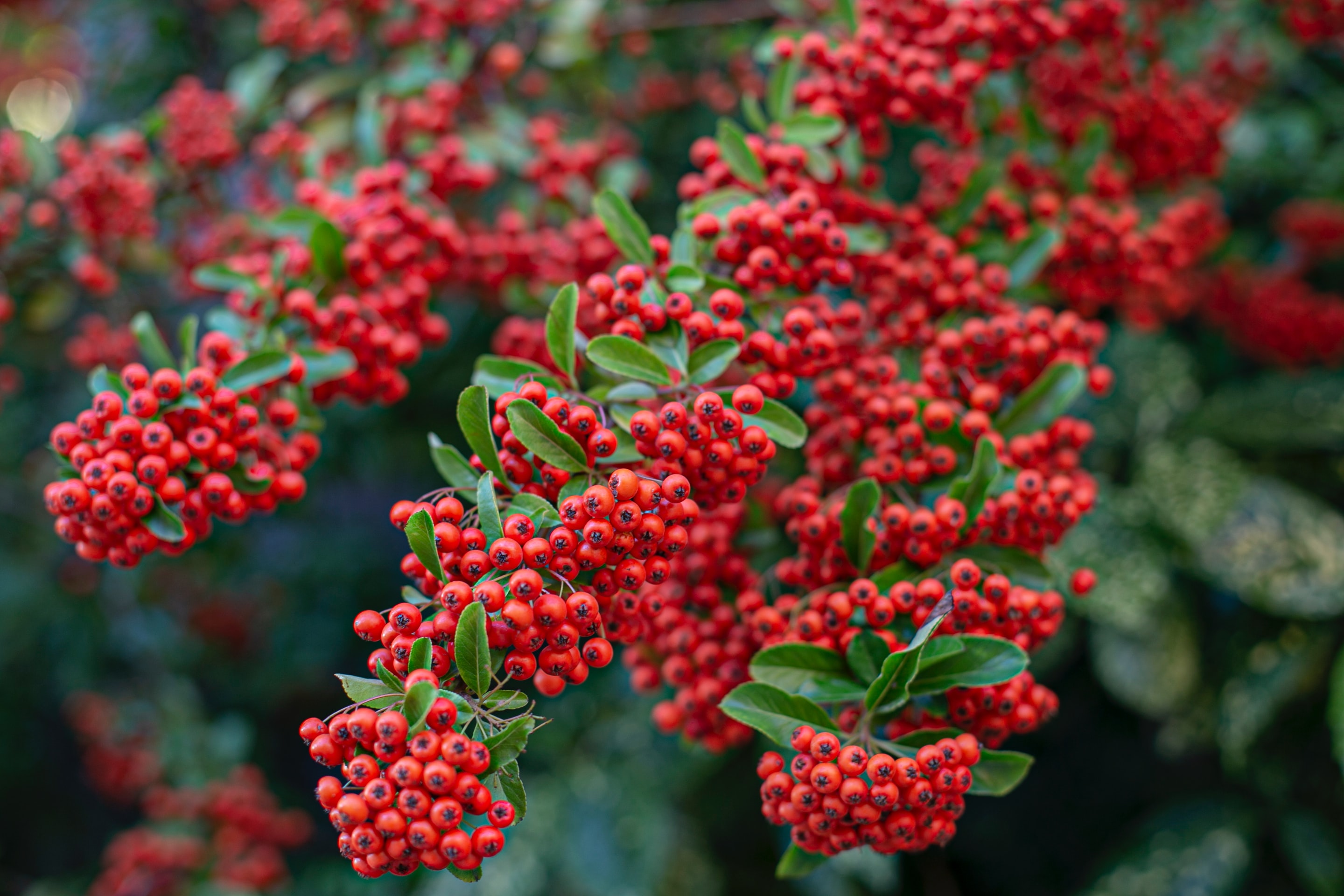 植栽におすすめ おしゃれな外観 庭が叶う常緑低木7選 オルラボ 自分らしく楽しめる暮らしのメディア